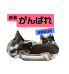 わくわくほくろ2（個別スタンプ：12）