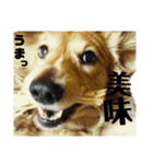 ダックスフンドの銀♂とたまにミュー♀（個別スタンプ：11）