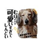 ダックスフンドの銀♂とたまにミュー♀（個別スタンプ：15）