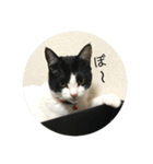 ハチワレにゃんこ ♪ 2（個別スタンプ：6）