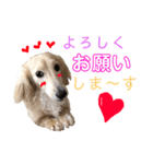ランちゃんのあいさつ（個別スタンプ：1）