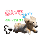 ランちゃんのあいさつ（個別スタンプ：3）