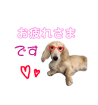ランちゃんのあいさつ（個別スタンプ：5）