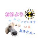 ランちゃんのあいさつ（個別スタンプ：8）
