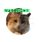 うちの−ねこ 2（個別スタンプ：10）