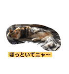 うちの−ねこ 2（個別スタンプ：12）