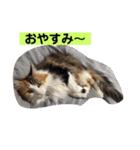 うちの−ねこ 2（個別スタンプ：15）