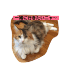 うちの−ねこ 2（個別スタンプ：16）