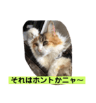 うちの−ねこ 2（個別スタンプ：17）