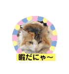 うちの−ねこ 2（個別スタンプ：18）