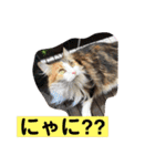 うちの−ねこ 2（個別スタンプ：20）