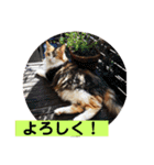 うちの−ねこ 2（個別スタンプ：21）