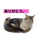 うちの−ねこ 2（個別スタンプ：22）