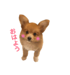 ポメチワ れもんちゃん（個別スタンプ：1）