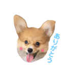 ポメチワ れもんちゃん（個別スタンプ：2）