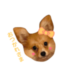 ポメチワ れもんちゃん（個別スタンプ：4）