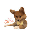 ポメチワ れもんちゃん（個別スタンプ：5）