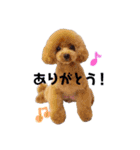 トイプードルスタンプ。Ririn/Chana/Meifa（個別スタンプ：4）
