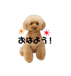 トイプードルスタンプ。Ririn/Chana/Meifa（個別スタンプ：5）