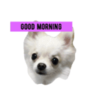 愛犬marlo君（個別スタンプ：1）