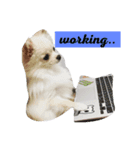 愛犬marlo君（個別スタンプ：2）