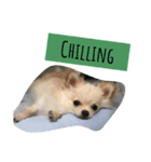 愛犬marlo君（個別スタンプ：5）