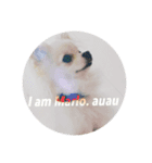 愛犬marlo君（個別スタンプ：6）
