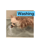 愛犬marlo君（個別スタンプ：7）