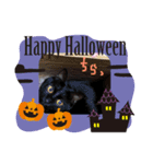 黒猫ハロウィン（個別スタンプ：2）