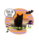 黒猫ハロウィン（個別スタンプ：7）