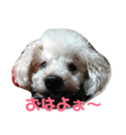 Angelpoo（個別スタンプ：1）