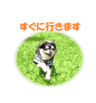 チワワ P兄弟 楕円形版（個別スタンプ：19）