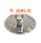 チワワ P兄弟 楕円形版（個別スタンプ：21）