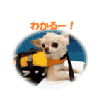 チワワ P兄弟 楕円形版（個別スタンプ：32）