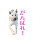 白柴しろちゃん（個別スタンプ：6）