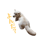 白柴しろちゃん（個別スタンプ：7）