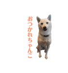 白柴しろちゃん（個別スタンプ：9）