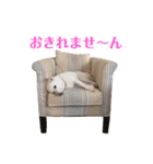 白柴しろちゃん（個別スタンプ：11）