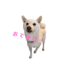 白柴しろちゃん（個別スタンプ：14）