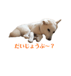 白柴しろちゃん（個別スタンプ：23）