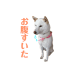 白柴しろちゃん（個別スタンプ：29）