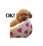我が家のアイドル ぷぅ子とモアナ。（個別スタンプ：2）