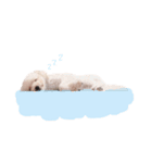 ココ わんこすたんぷ（個別スタンプ：3）