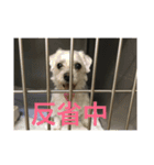 かわい子ちゃんたちです。（個別スタンプ：4）