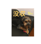 かわい子ちゃんたちです。（個別スタンプ：8）