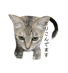 お返事ねこ[キナコ]2（個別スタンプ：1）