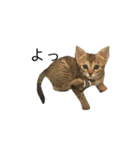 お返事ねこ[キナコ]2（個別スタンプ：2）