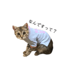 お返事ねこ[キナコ]2（個別スタンプ：3）