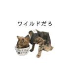 お返事ねこ[キナコ]2（個別スタンプ：5）