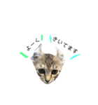 お返事ねこ[キナコ]2（個別スタンプ：6）